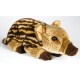 Peluche marcassin 30 cm