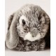 Peluche lapin gris 18 cm