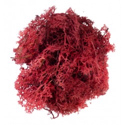 Mousse lichen rouge 50 g
