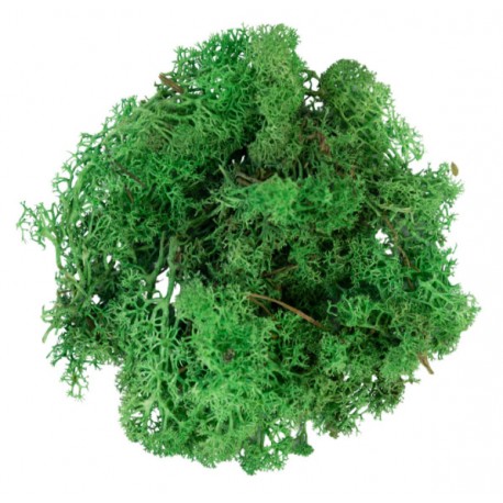 Mousse lichen vert vif 50 g