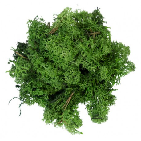 Mousse lichen vert foncé 50 g