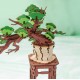 Maquette en bois Pin Bonsaï